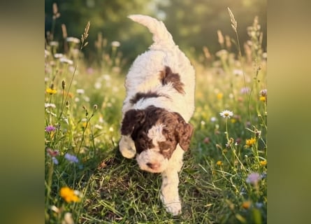 Lagotto - ein Herz aus Locken und Liebe