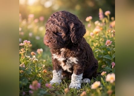Lagotto - ein Herz aus Locken und Liebe