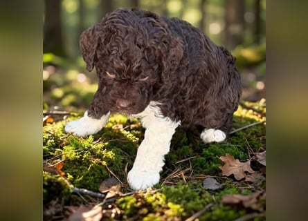 Lagotto - ein Herz aus Locken und Liebe