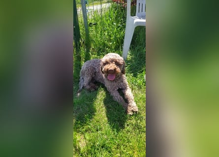 Lagotto Romagnolo/Wasserhund/Trüffelsuchhund