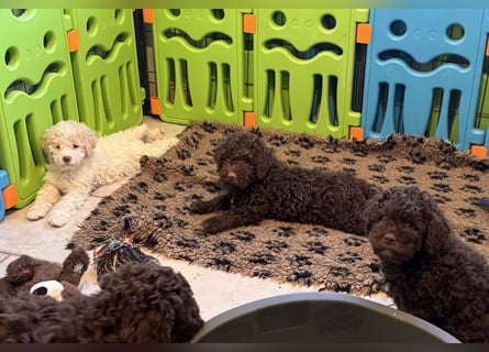 Lagotto Romagnolo/Wasserhund/Trüffelsuchhund