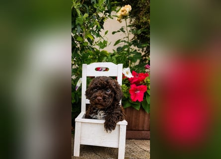 Lagotto Romagnolo/Wasserhund/Trüffelsuchhund