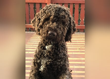 Lagotto Romagnolo/Wasserhund/Trüffelsuchhund