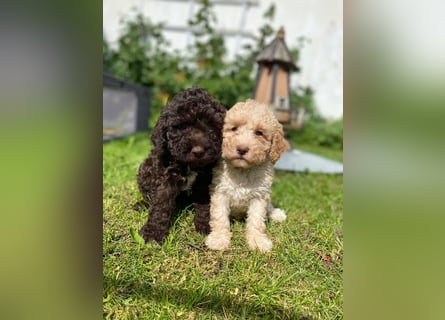 Lagotto Romagnolo/Wasserhund/Trüffelsuchhund