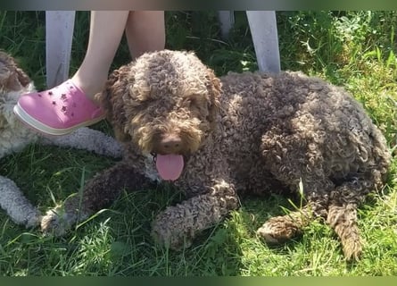 Lagotto Romagnolo/Wasserhund/Trüffelsuchhund
