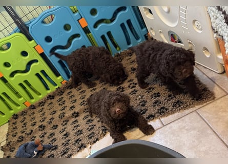 Lagotto Romagnolo/Wasserhund/Trüffelsuchhund