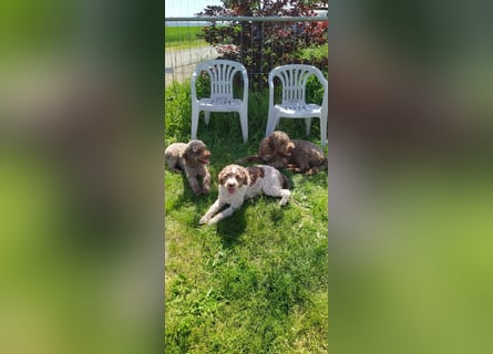 Lagotto Romagnolo/Wasserhund/Trüffelsuchhund