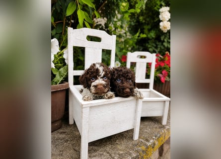 Lagotto Romagnolo/Wasserhund/Trüffelsuchhund