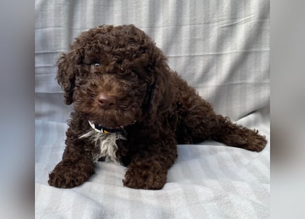 Lagotto Romagnolo/Wasserhund/Trüffelsuchhund