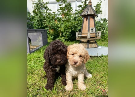 Lagotto Romagnolo/Wasserhund/Trüffelsuchhund
