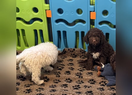 Lagotto Romagnolo/Wasserhund/Trüffelsuchhund