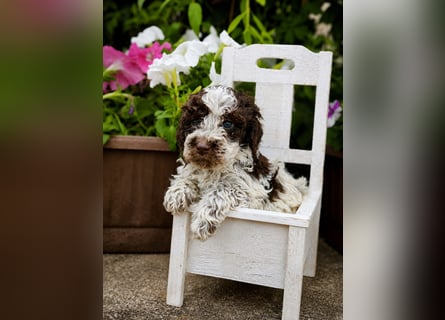 Lagotto Romagnolo/Wasserhund/Trüffelsuchhund