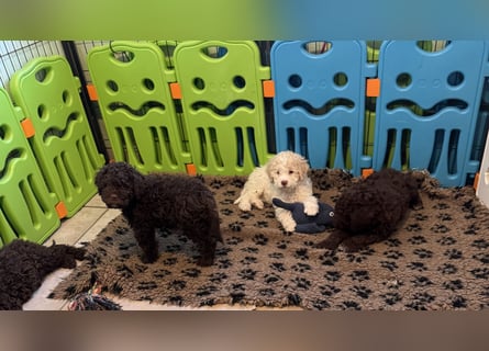 Lagotto Romagnolo/Wasserhund/Trüffelsuchhund
