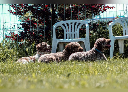 Lagotto Romagnolo/Wasserhund/Trüffelsuchhund