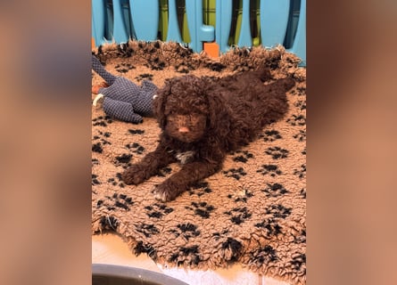 Lagotto Romagnolo/Wasserhund/Trüffelsuchhund