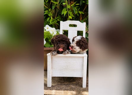 Lagotto Romagnolo/Wasserhund/Trüffelsuchhund