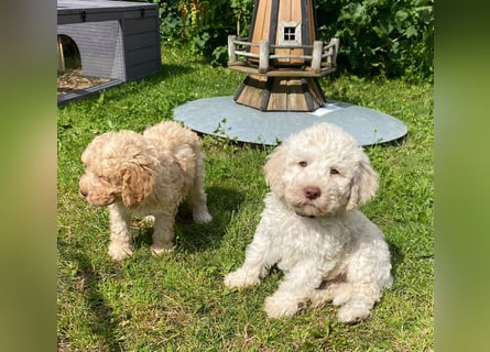 Lagotto Romagnolo/Wasserhund/Trüffelsuchhund