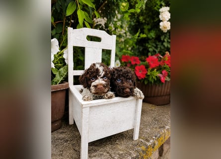 Lagotto Romagnolo/Wasserhund/Trüffelsuchhund
