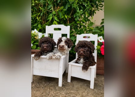 Lagotto Romagnolo/Wasserhund/Trüffelsuchhund