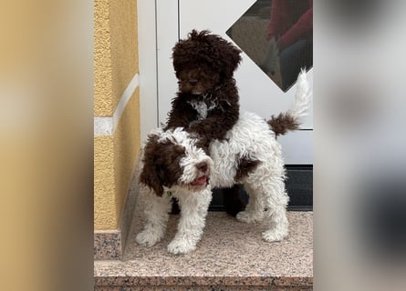 Lagotto Romagnolo/Wasserhund/Trüffelsuchhund