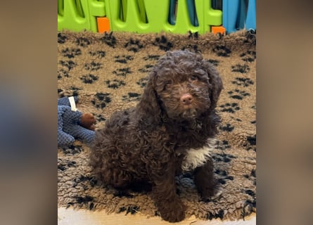 Lagotto Romagnolo/Wasserhund/Trüffelsuchhund