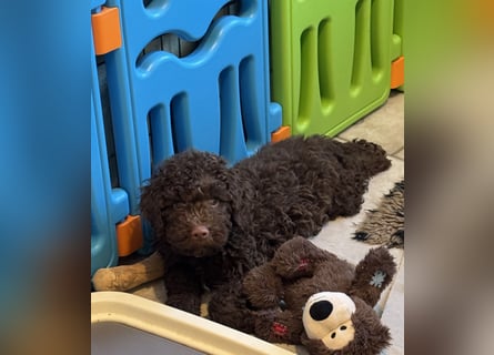 Lagotto Romagnolo/Wasserhund/Trüffelsuchhund