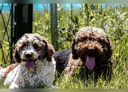 Lagotto Romagnolo/Wasserhund/Trüffelsuchhund