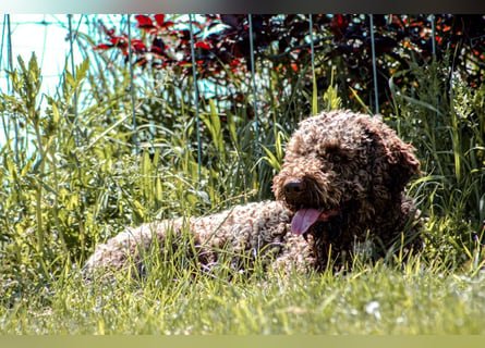 Lagotto Romagnolo/Wasserhund/Trüffelsuchhund