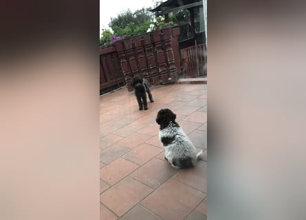 Lagotto Romagnolo/Wasserhund/Trüffelsuchhund