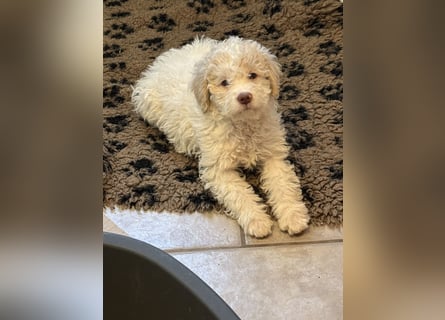 Lagotto Romagnolo/Wasserhund/Trüffelsuchhund