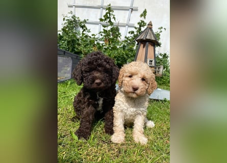 Lagotto Romagnolo/Wasserhund/Trüffelsuchhund