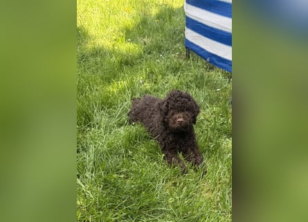 Lagotto Romagnolo/Wasserhund/Trüffelsuchhund