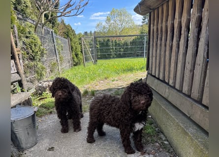 Lagotto Romagnolo/Wasserhund/Trüffelsuchhund