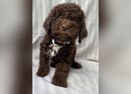 Lagotto Romagnolo/Wasserhund/Trüffelsuchhund