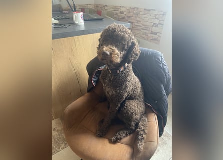 Lagotto Romagnolo Welpen