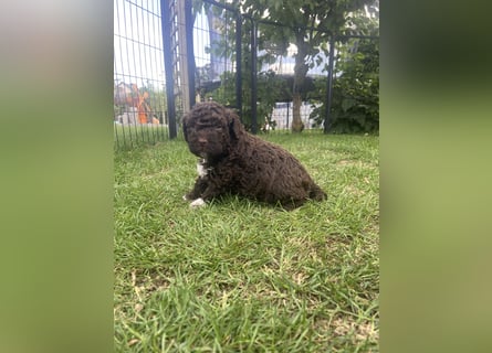 Lagotto Romagnolo Welpen