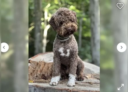 Lagotto Romagnolo Welpen