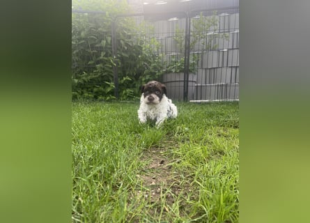 Lagotto Romagnolo Welpen