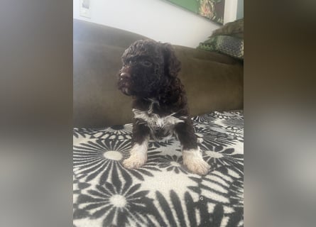Lagotto Romagnolo Welpen