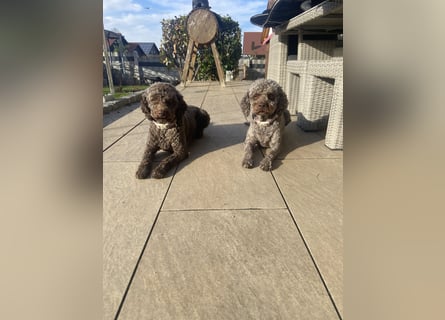 Lagotto Romagnolo Welpen