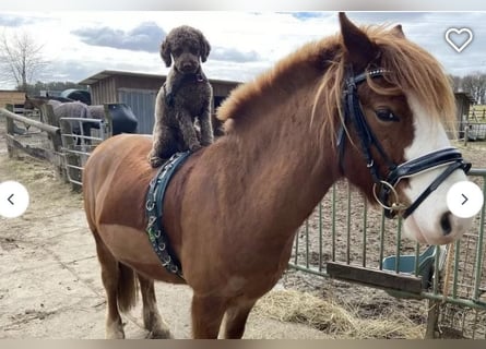 Lagotto Romagnolo Welpen
