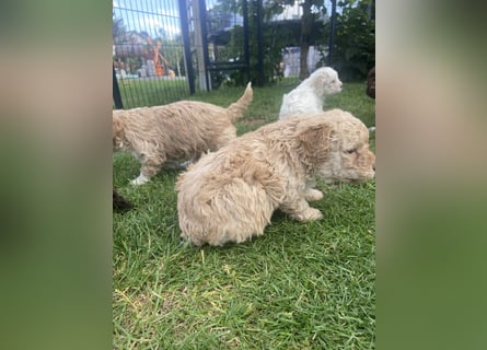 Lagotto Romagnolo Welpen