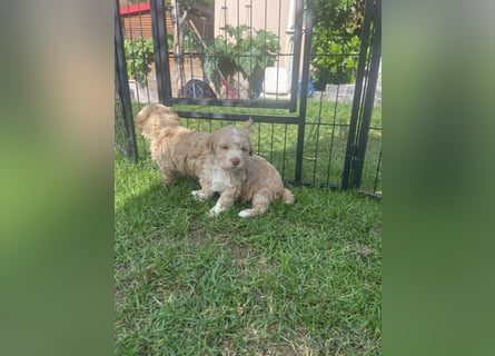 Lagotto Romagnolo Welpen