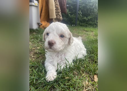 Lagotto Romagnolo Welpen