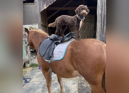 Lagotto Romagnolo Welpen