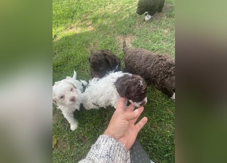Lagotto Romagnolo Welpen