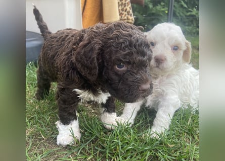 Lagotto Romagnolo Welpen