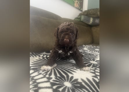 Lagotto Romagnolo Welpen