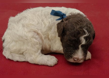 Lagotto Romagnolo Welpen, Wurf vom 10. September 2026, ENCI, Toskana