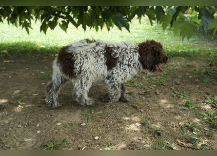 Lagotto Romagnolo Welpe Ugo, ENCI-Ahnentafel, Toskana